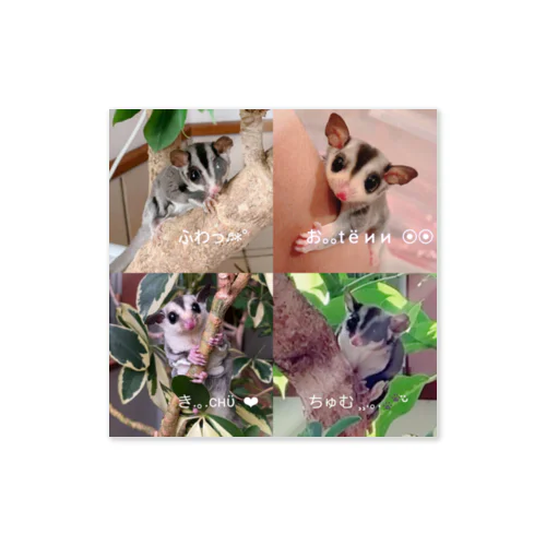 4 Sugar gliders! ステッカー