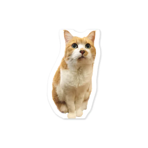 猫ちゃん Sticker