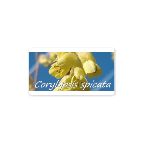 トサミズキ　土佐水木　Corylopsis spicata　　高知県 Sticker