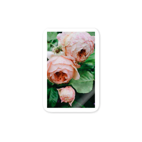 ROSE PRINT 🌹🤍 Sticker