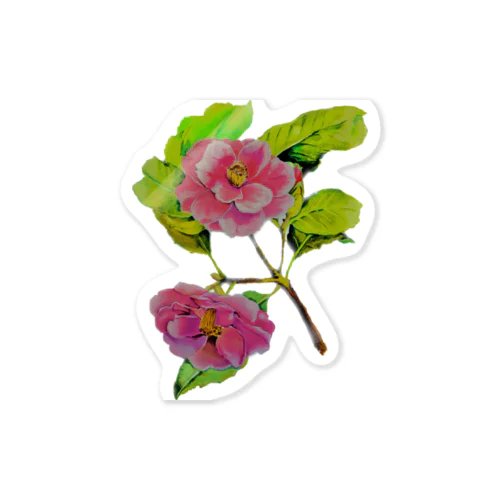 Camélia japonica  Sticker