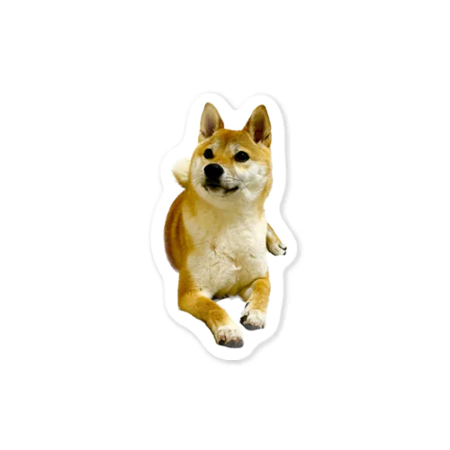 柴犬おかゆ Sticker