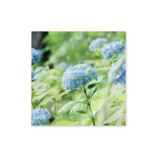 hydrangeas Sticker