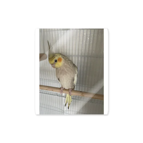 オカメインコ雛ちゃん Sticker