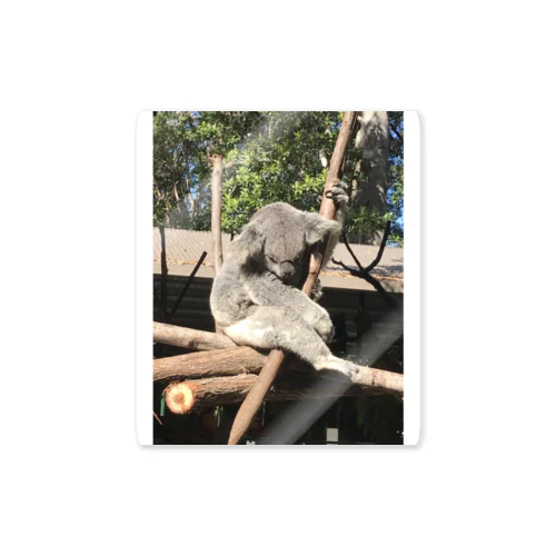 オーストラリア・ゴールドコーストの動物園のコアラ🐨 Sticker