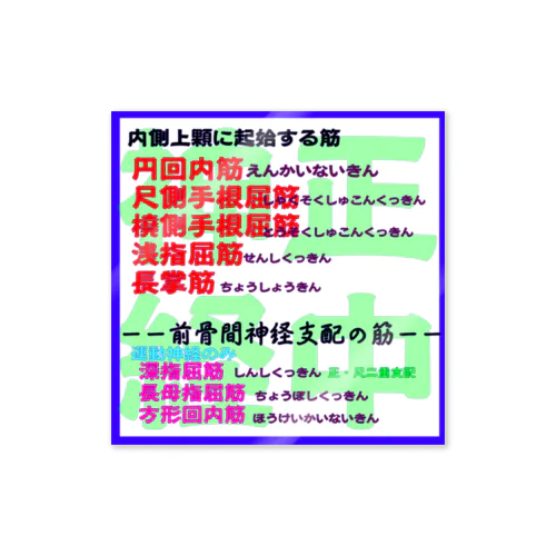 正中神経の支配筋ざっくり Sticker