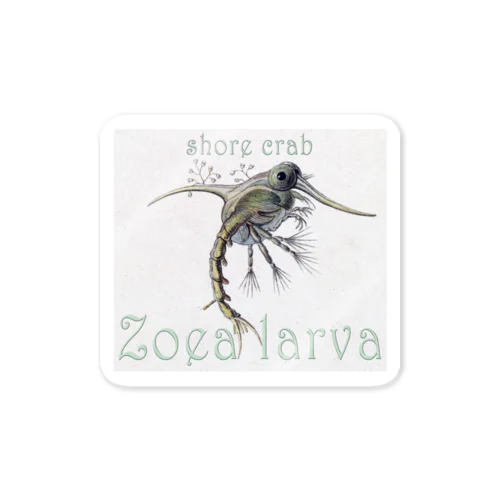 shore crab-Zoea larva「イソガニの幼生」 ステッカー