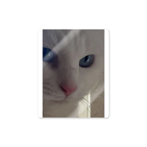 白猫まる Sticker