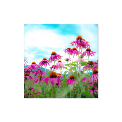 Echinacea ステッカー