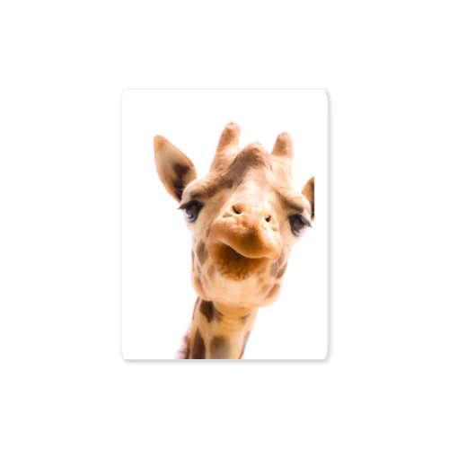 Giraffe Sticker