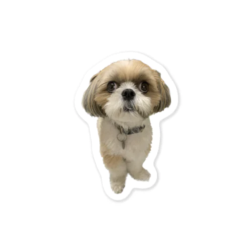 シーズー犬・ルーさんのアイテム Sticker