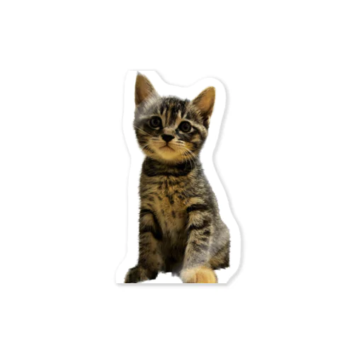 お座りする子猫 Sticker