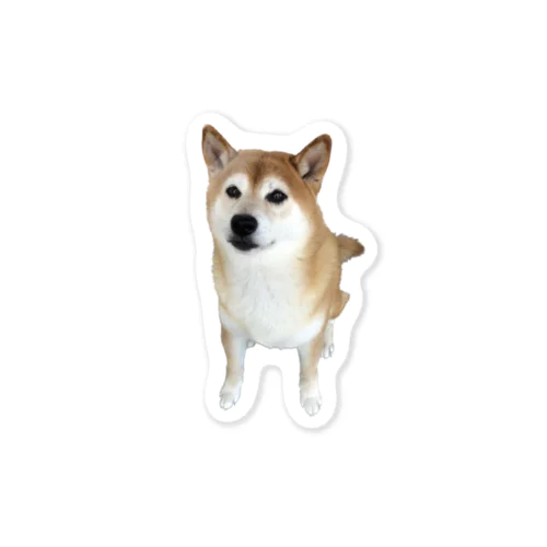 うるうるおめ目な柴犬 Sticker