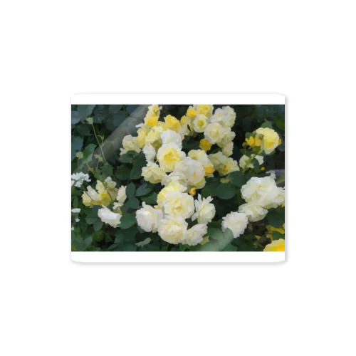 黄色い薔薇の花 Sticker