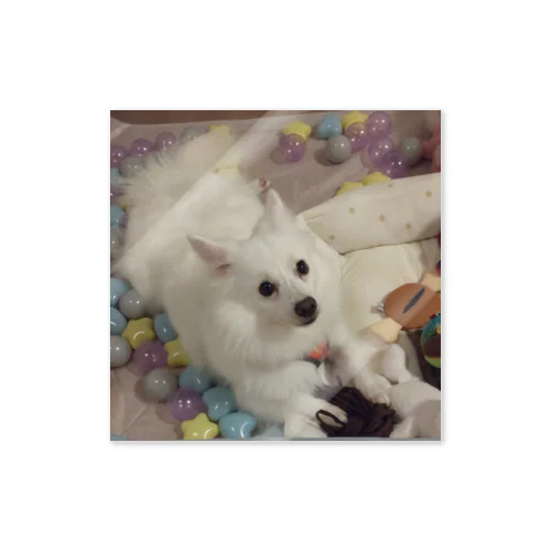 愛犬パールグッズ　Mipa♥日本スピッツ Sticker