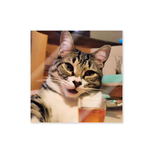 猫猫　泥酔 Sticker