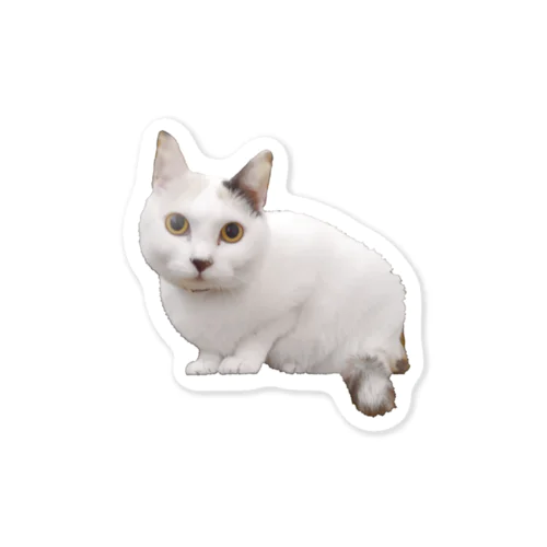 猫のゆきちゃん Sticker