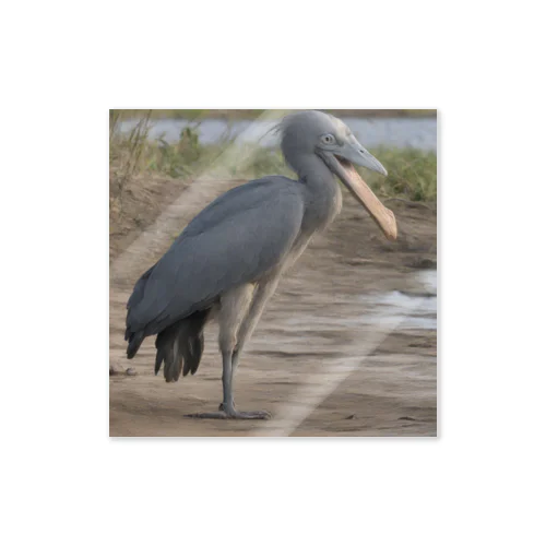 ハシビロコウ　shoebill stork Sticker