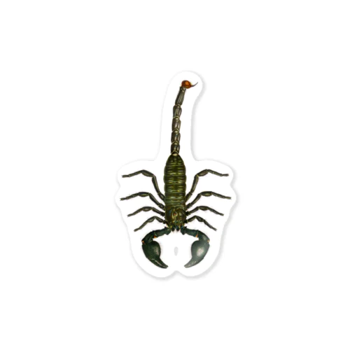 Scorpion africain　蠍　サソリ ステッカー