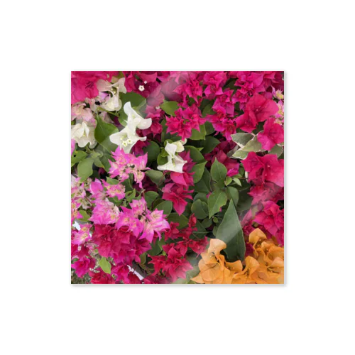 Flower_Bougainvillea ステッカー