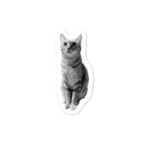 しんやねこ Sticker