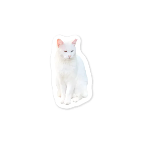 【オッドアイ】半目の白猫 ステッカー