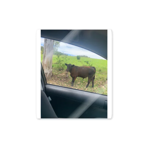 In a car with a cow ステッカー