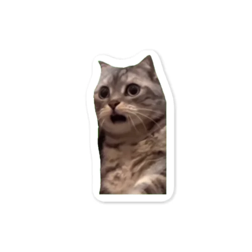 【猫ミーム】驚いた猫 Sticker