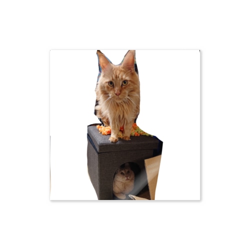 乗ってる猫、乗られてる猫 Sticker