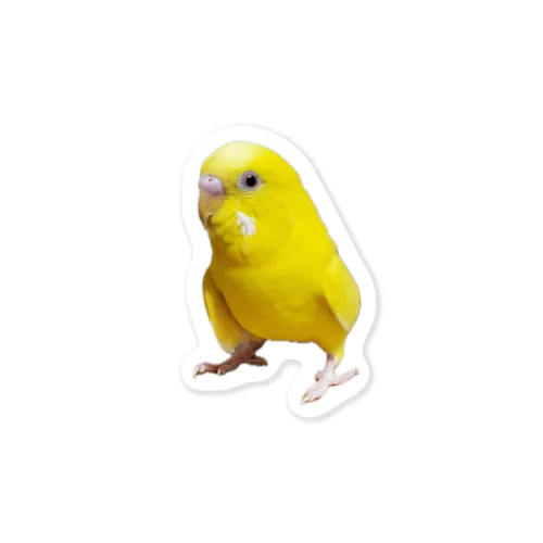 セキセイインコ　ルチノー ステッカー