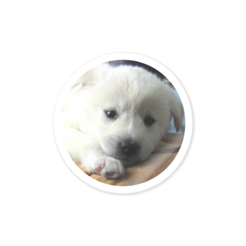 愛犬 レオン Sticker