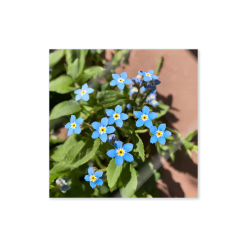 ワスレナグサ　4月５日の誕生花 Sticker