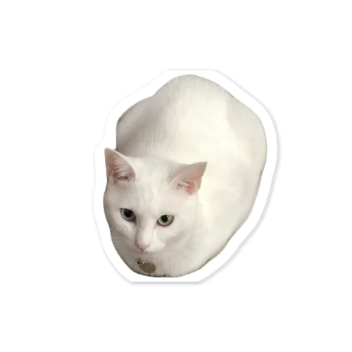 白猫のんちゃん Sticker
