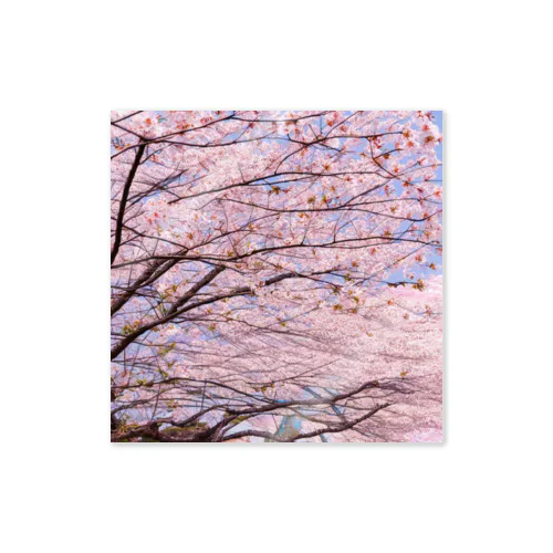 美しき桜 Sticker