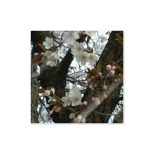 201605121700000　曇り日の桜 Sticker