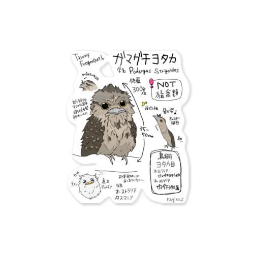 図鑑イラストシリーズ第5段『ガマグチヨタカ』 Sticker