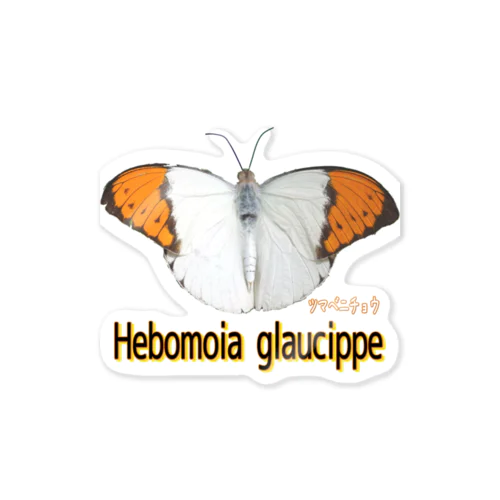 魅惑のツマベニチョウ　Hebomoia glaucippe Sticker