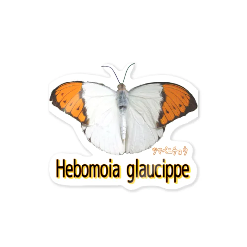 魅惑のツマベニチョウ　Hebomoia glaucippe ステッカー