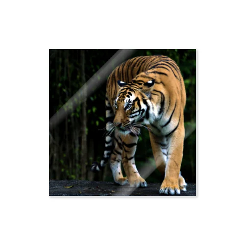 Tiger_虎 Sticker