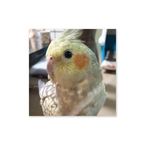 オカメインコのほっぺちゃん Sticker