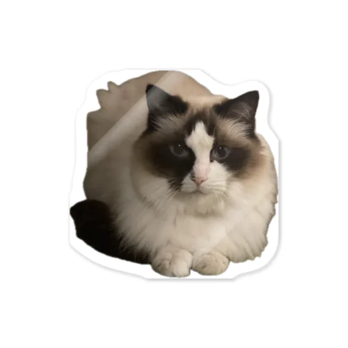 モフモフなラグドール Sticker