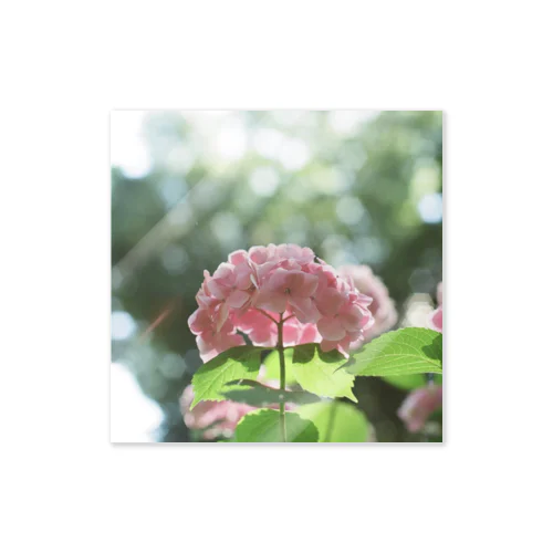 hydrangea Sticker