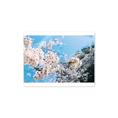 エモい桜 Sticker