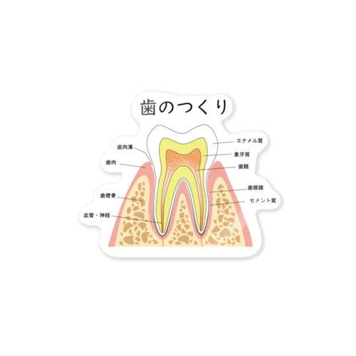 歯のつくり Sticker