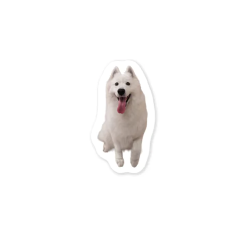 サモエドステッカー（笑顔） Sticker