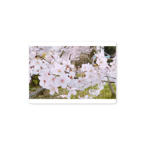 桜 Sticker