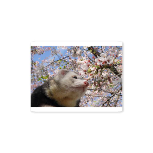 桜とフェレット Sticker