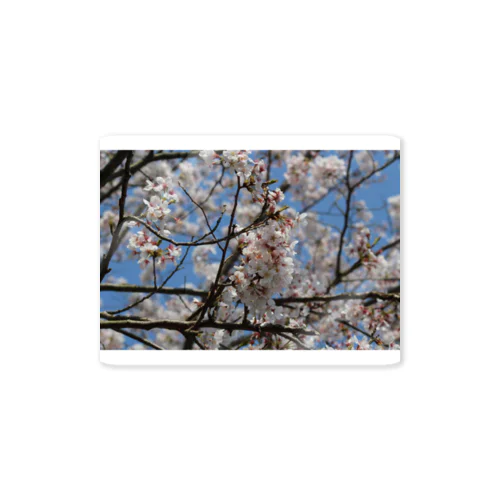 桜ーSAKURAー Sticker