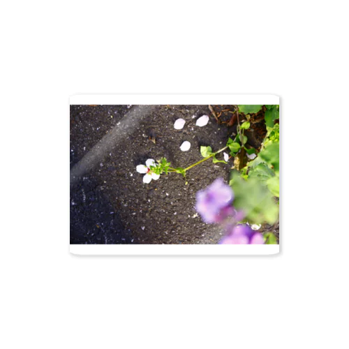 落ちた花 Sticker
