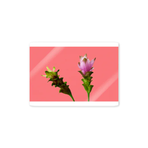 Curcuma alismatifolia -pink ステッカー